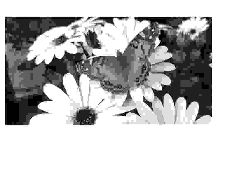 Raintree Garden Center Greenhouse Eau Claire, Wisconsin